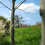 みゅーの画像
