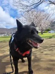 つばき