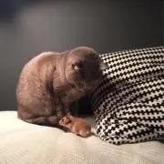 miaoの画像