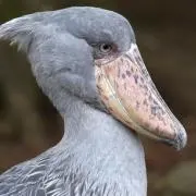 グレーリップの画像