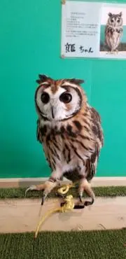 まなママ