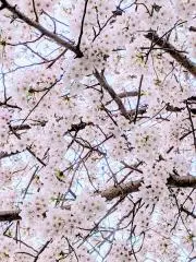 ヴァニラ⭐️即購入ＯＫの画像