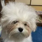 サラソウジュの画像