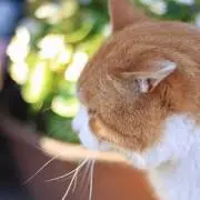 すしたろうの画像