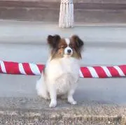 たまの画像