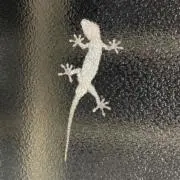 さかきの画像