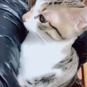 わの画像