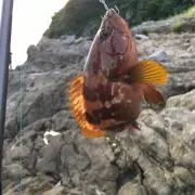 DAIWA