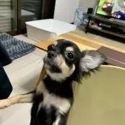 シェリー