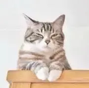 ねこたぬきの画像