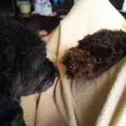 るあろ