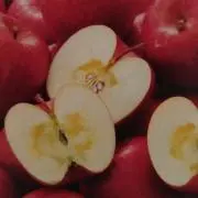 きのこの画像