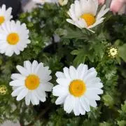 Snow daisy