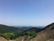 wombatの画像