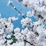 おとうふの画像