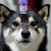柴犬★プロフ必読★の画像