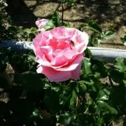 ハニー