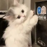 nyaの画像