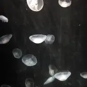 うさぎの画像