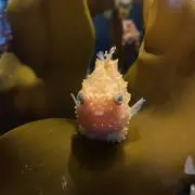 なめだんご