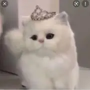 まの画像