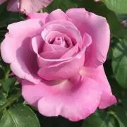 ＲOＳＥの画像