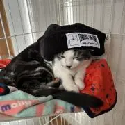 kittyの画像