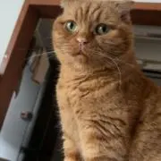 みぃちゃん