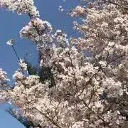 こま⭐︎プロフ読んでください⭐︎の画像