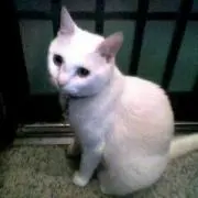 かつき