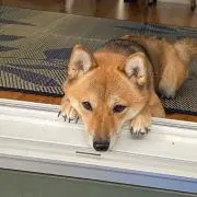 ヒロヒロの画像