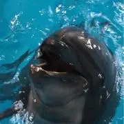 ちょろの画像