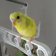 ここ助の画像