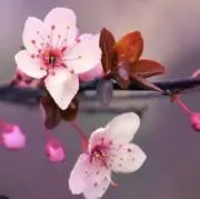 エバ