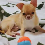 ティンカーベル