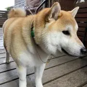 ライママの画像