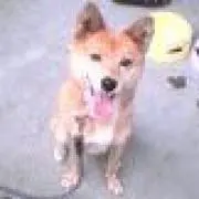 60％OFF！ELITE ARION mag AL13☆高額防振材込み☆送料無料 - メルカリ