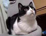 オレオの画像