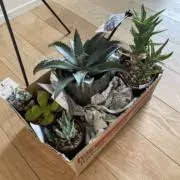 まな