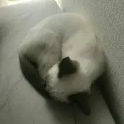 Eの画像