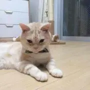 songの画像