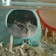 ✽モコ✽