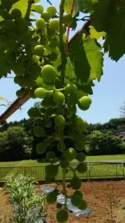 しんの画像