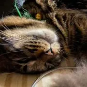 らいむの画像