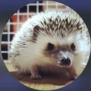 メルの画像