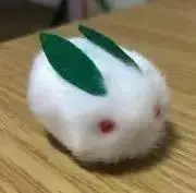 ぽんの画像