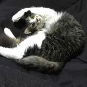 らいもん