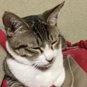 ねぎま