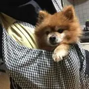 くちょこの画像