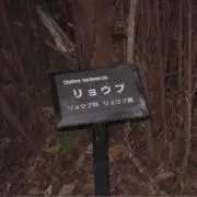 Sの画像